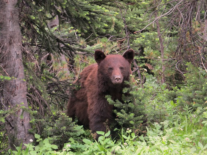 (55) Black Bear.JPG